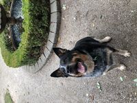 Daycare - Hallam Park Pet Resort