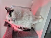 Cattery - Hallam Park Pet Resort