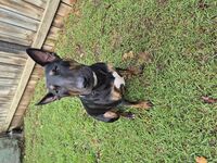 Kennel - Hallam Park Pet Resort