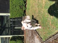 Cottages - Hallam Park Pet Resort