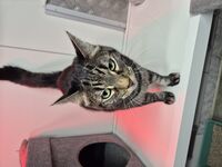 Cattery - Hallam Park Pet Resort