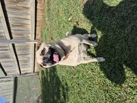 Kennel - Hallam Park Pet Resort