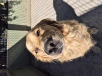 Kennel - Hallam Park Pet Resort