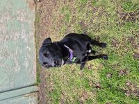 Kennel - Hallam Park Pet Resort