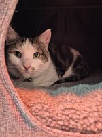 Cattery - Hallam Park Pet Resort