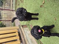 Cottages - Hallam Park Pet Resort