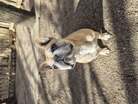 Kennel - Hallam Park Pet Resort