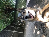 Kennel - Hallam Park Pet Resort