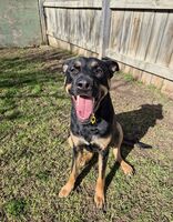 Kennel - Hallam Park Pet Resort