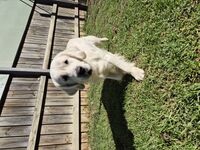 Kennel - Hallam Park Pet Resort