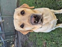 Daycare - Hallam Park Pet Resort