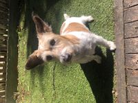 Cottages - Hallam Park Pet Resort