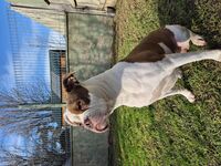 Kennel - Hallam Park Pet Resort