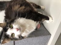 Cattery - Hallam Park Pet Resort