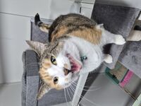 Cattery - Hallam Park Pet Resort