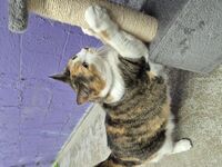 Cattery - Hallam Park Pet Resort