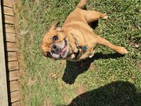 Kennel - Hallam Park Pet Resort