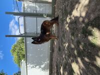 Kennel - Hallam Park Pet Resort