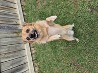 Kennel - Hallam Park Pet Resort