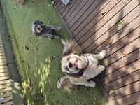 Cottages - Hallam Park Pet Resort