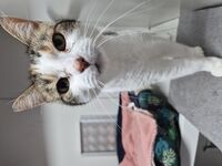 Cattery - Hallam Park Pet Resort