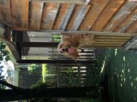 Cottages - Hallam Park Pet Resort