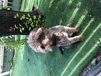 Cottages - Hallam Park Pet Resort