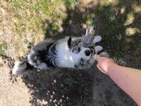 Daycare - Hallam Park Pet Resort