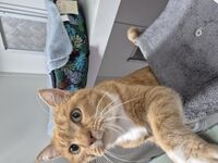 Cattery - Hallam Park Pet Resort