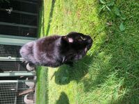 Cattery - Hallam Park Pet Resort