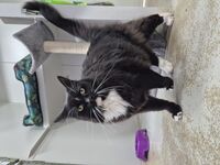 Cattery - Hallam Park Pet Resort