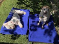 Cottages - Hallam Park Pet Resort