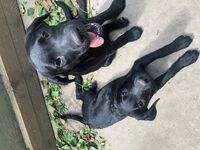 Kennel - Hallam Park Pet Resort