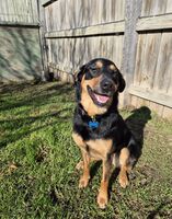 Kennel - Hallam Park Pet Resort