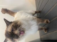 Cattery - Hallam Park Pet Resort