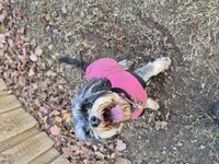 Kennel - Hallam Park Pet Resort