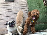 Cottages - Hallam Park Pet Resort