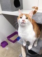 Cattery - Hallam Park Pet Resort