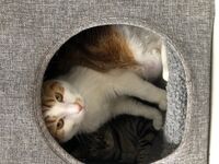 Cattery - Hallam Park Pet Resort