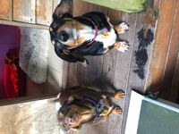 Cottages - Hallam Park Pet Resort