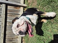 Kennel - Hallam Park Pet Resort