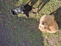 Kennel - Hallam Park Pet Resort