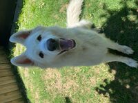 Kennel - Hallam Park Pet Resort