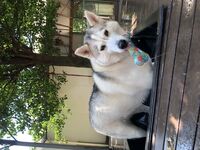 Daycare - Hallam Park Pet Resort