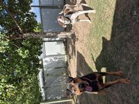 Kennel - Hallam Park Pet Resort
