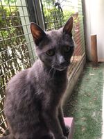 Cattery - Hallam Park Pet Resort