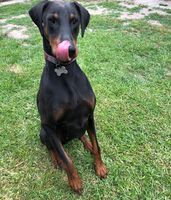 Kennel - Hallam Park Pet Resort