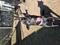 Kennel - Hallam Park Pet Resort