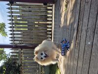 Cottages - Hallam Park Pet Resort