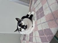 Cattery - Hallam Park Pet Resort